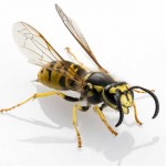 Wasp sting
